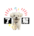 我が家のアイドル犬 ちょこスタンプ二弾（個別スタンプ：9）