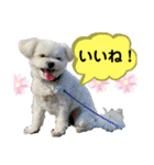 我が家のアイドル犬 ちょこスタンプ二弾（個別スタンプ：10）