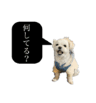 我が家のアイドル犬 ちょこスタンプ二弾（個別スタンプ：11）
