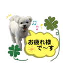 我が家のアイドル犬 ちょこスタンプ二弾（個別スタンプ：13）