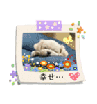 我が家のアイドル犬 ちょこスタンプ二弾（個別スタンプ：16）