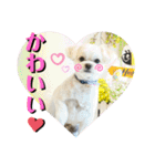我が家のアイドル犬 ちょこスタンプ二弾（個別スタンプ：19）