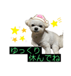 我が家のアイドル犬 ちょこスタンプ二弾（個別スタンプ：20）