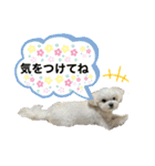我が家のアイドル犬 ちょこスタンプ二弾（個別スタンプ：21）