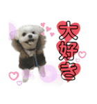 我が家のアイドル犬 ちょこスタンプ二弾（個別スタンプ：23）