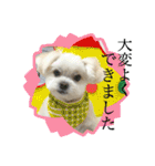 我が家のアイドル犬 ちょこスタンプ二弾（個別スタンプ：24）