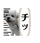 我が家のアイドル犬 ちょこスタンプ二弾（個別スタンプ：27）