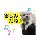 我が家のアイドル犬 ちょこスタンプ二弾（個別スタンプ：28）