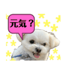 我が家のアイドル犬 ちょこスタンプ二弾（個別スタンプ：30）