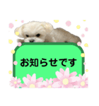 我が家のアイドル犬 ちょこスタンプ二弾（個別スタンプ：31）