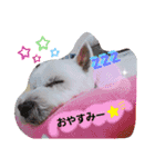 ウエスティ♥️エース（個別スタンプ：2）