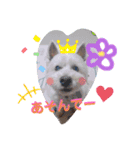 ウエスティ♥️エース（個別スタンプ：3）