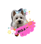 ウエスティ♥️エース（個別スタンプ：5）