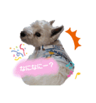 ウエスティ♥️エース（個別スタンプ：7）