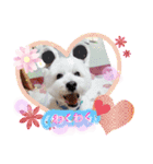 ウエスティ♥️エース（個別スタンプ：9）