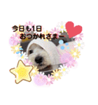 ウエスティ♥️エース（個別スタンプ：10）