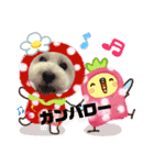 ウエスティ♥️エース（個別スタンプ：11）