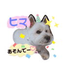 ウエスティ♥️エース（個別スタンプ：12）
