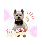 ウエスティ♥️エース（個別スタンプ：14）