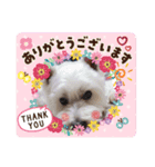 ウエスティ♥️エース（個別スタンプ：15）