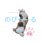 うちのたまニャンスタンプ（個別スタンプ：4）