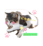 うちのたまニャンスタンプ（個別スタンプ：8）