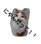 トマトとねこスタンプ（個別スタンプ：4）