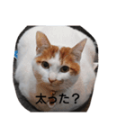 トマトとねこスタンプ（個別スタンプ：6）