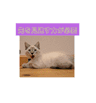 ねこの心（個別スタンプ：2）