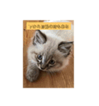 ねこの心（個別スタンプ：6）