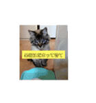 ねこの心（個別スタンプ：10）