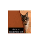 ねこの心（個別スタンプ：12）