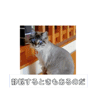 ねこの心（個別スタンプ：16）