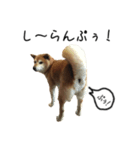 柴犬ガクちゃん（個別スタンプ：1）