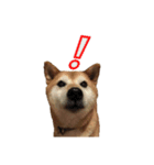 柴犬ガクちゃん（個別スタンプ：2）