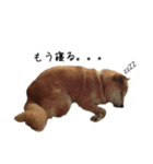 柴犬ガクちゃん（個別スタンプ：3）
