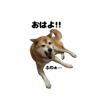柴犬ガクちゃん（個別スタンプ：4）