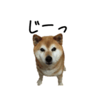 柴犬ガクちゃん（個別スタンプ：6）