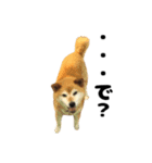 柴犬ガクちゃん（個別スタンプ：8）