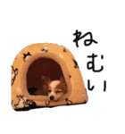 パピヨンと楽しい仲間たち（個別スタンプ：3）