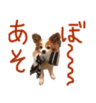 パピヨンと楽しい仲間たち（個別スタンプ：6）