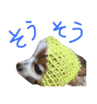 パピヨンと楽しい仲間たち（個別スタンプ：8）