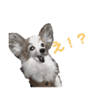 パピヨンと楽しい仲間たち（個別スタンプ：9）