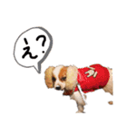 パピヨンと楽しい仲間たち（個別スタンプ：10）