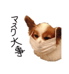 パピヨンと楽しい仲間たち（個別スタンプ：11）