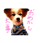 パピヨンと楽しい仲間たち（個別スタンプ：12）