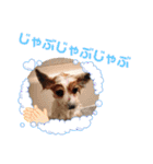 パピヨンと楽しい仲間たち（個別スタンプ：16）