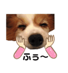 パピヨンと楽しい仲間たち（個別スタンプ：18）