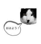 牛猫ののんたんのスタンプ！！（個別スタンプ：3）