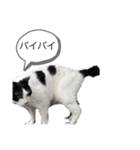 牛猫ののんたんのスタンプ！！（個別スタンプ：5）
